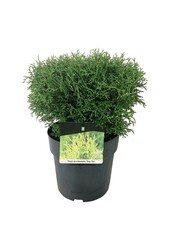Conifeer Thuja Tiny Tim
