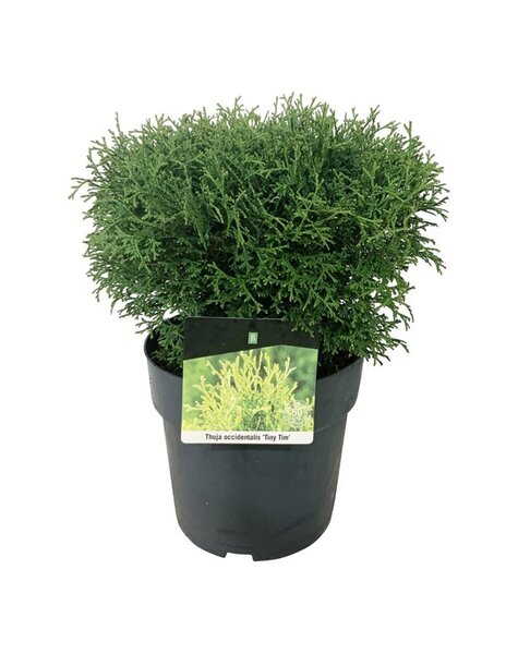 Thuja
