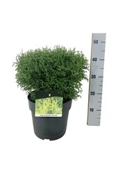 Conifeer Thuja Tiny Tim