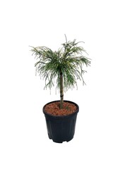 Conifeer Thuja Golden Whipcord