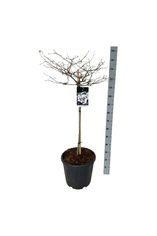 Sneeuwbal Viburnum Watanabe