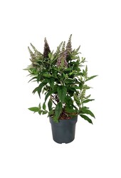 Vlinderstruik Buddleja B. Candy Little Cerise