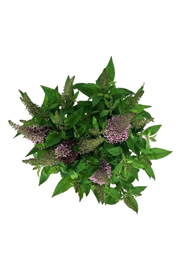 Vlinderstruik Buddleja B. Candy Little Cerise