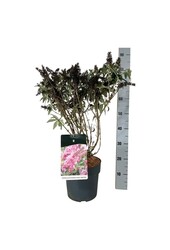 Vlinderstruik Buddleja B. Candy Little Pink