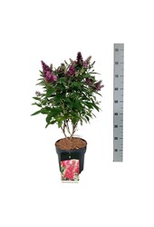 Vlinderstruik Buddleja B. Candy Little Ruby