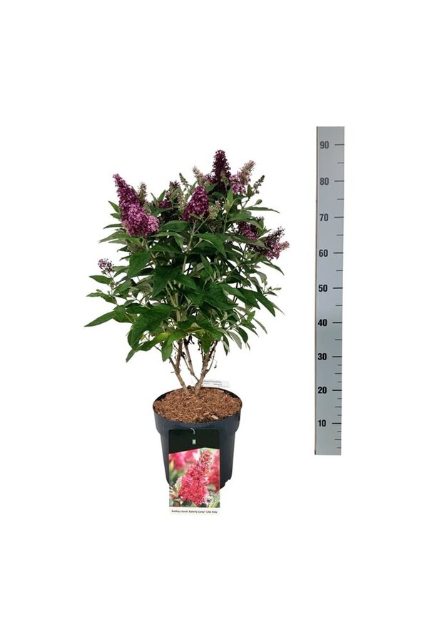 Vlinderstruik Buddleja B. Candy Little Ruby