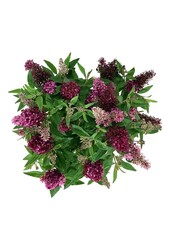 Vlinderstruik Buddleja B. Candy Little Ruby