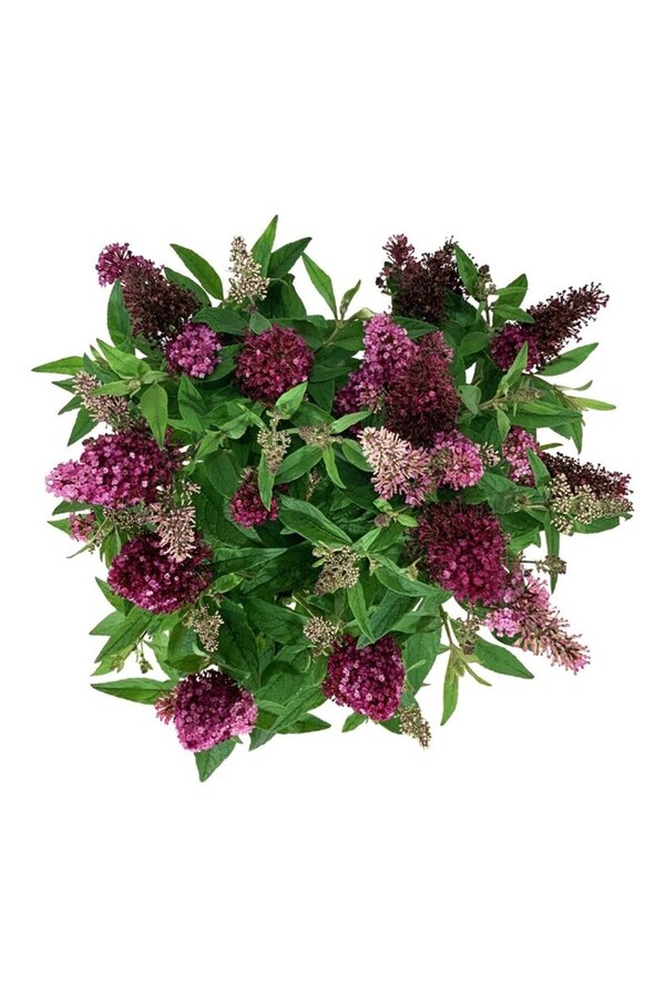 Vlinderstruik Buddleja B. Candy Little Ruby
