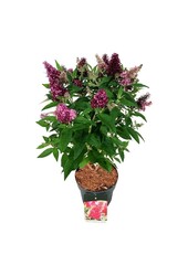 Vlinderstruik Buddleja B. Candy Little Ruby
