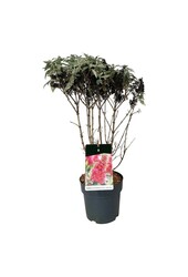 Vlinderstruik Buddleja B. Candy Little Ruby