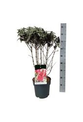 Vlinderstruik Buddleja B. Candy Little Ruby