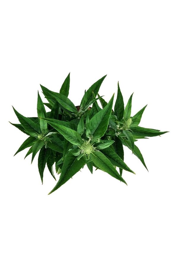 Vlinderstruik Buddleja B. Candy Little White