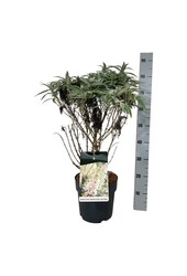 Vlinderstruik Buddleja B. Candy Little White