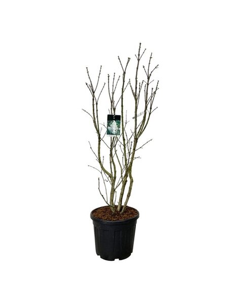Syringa