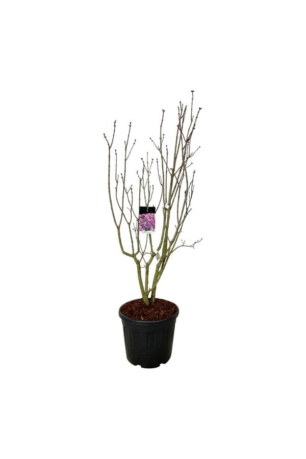 Sering Syringa Sensation