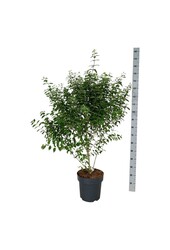 Schoonvrucht Callicarpa dichotoma Issai