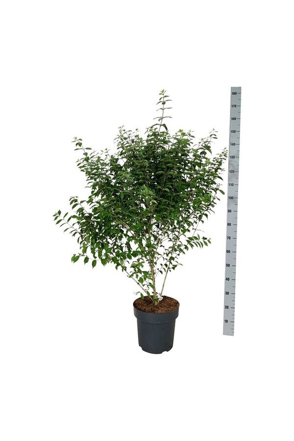 Schoonvrucht Callicarpa dichotoma Issai