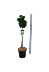 Chamaecyparis Nana Gracilis