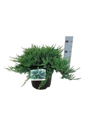 Cipres Juniperus Blue Chip