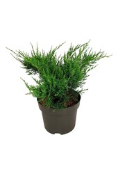 Cipres Juniperus Mint Julep