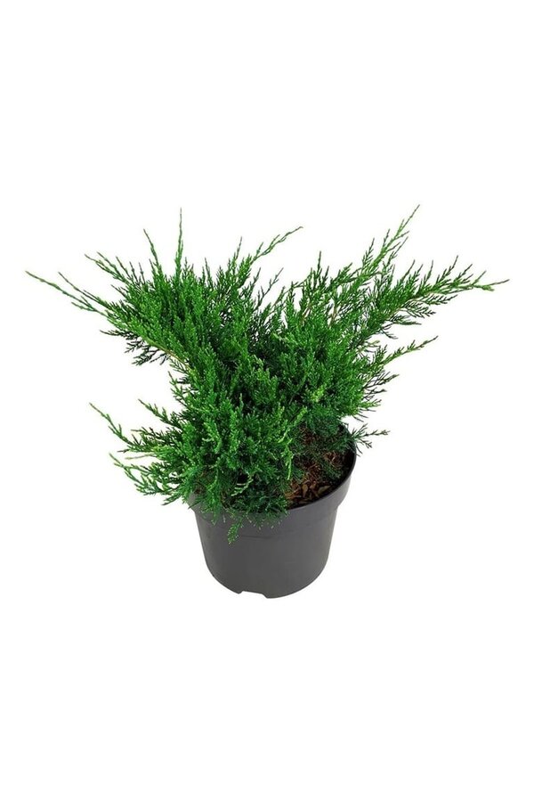 Cipres Juniperus Mint Julep