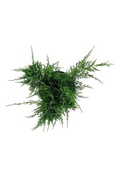 Cipres Juniperus Mint Julep