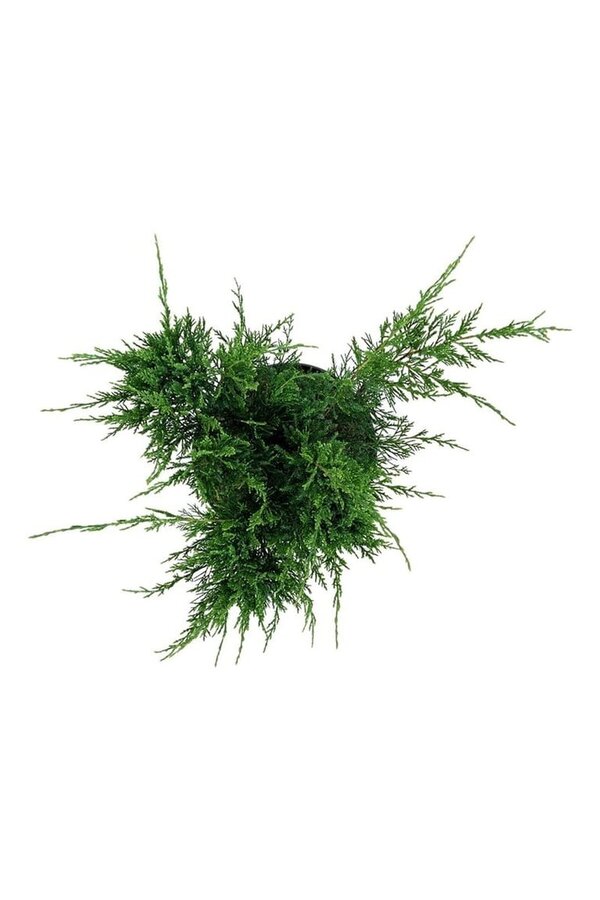 Cipres Juniperus Mint Julep