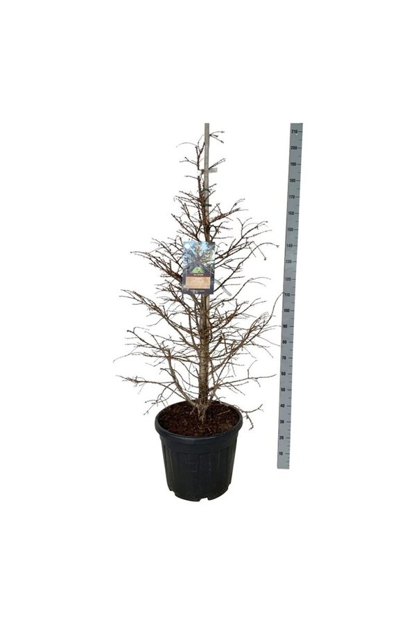 Metasequoia Hamlets Broom