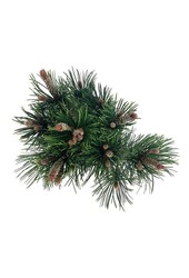 Denneboom Pinus Compact Gem