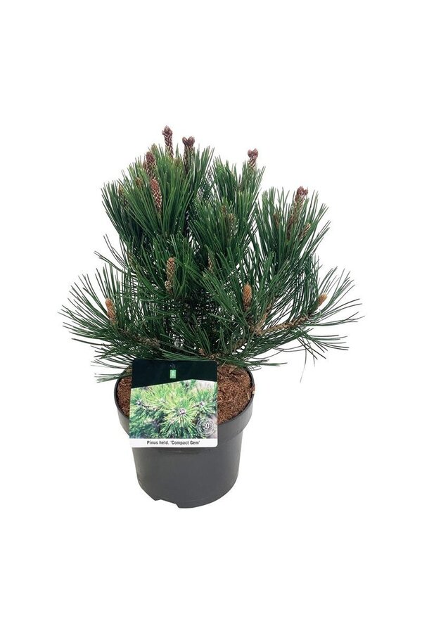 Denneboom Pinus Compact Gem