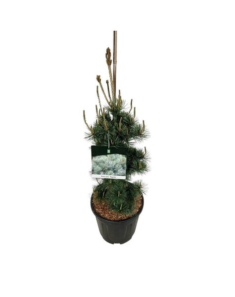 Pinus