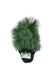 Denneboom Pinus schwerinii Wiethorst