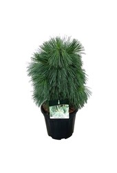 Denneboom Pinus schwerinii Wiethorst