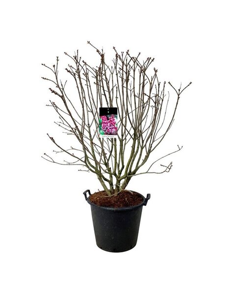 Syringa
