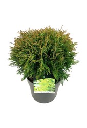 Conifeer Thuja Danica