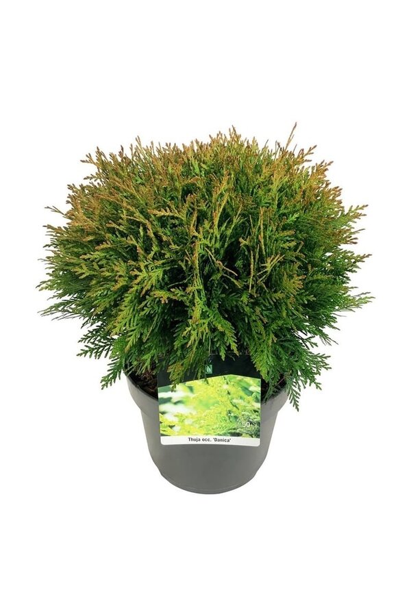 Conifeer Thuja Danica