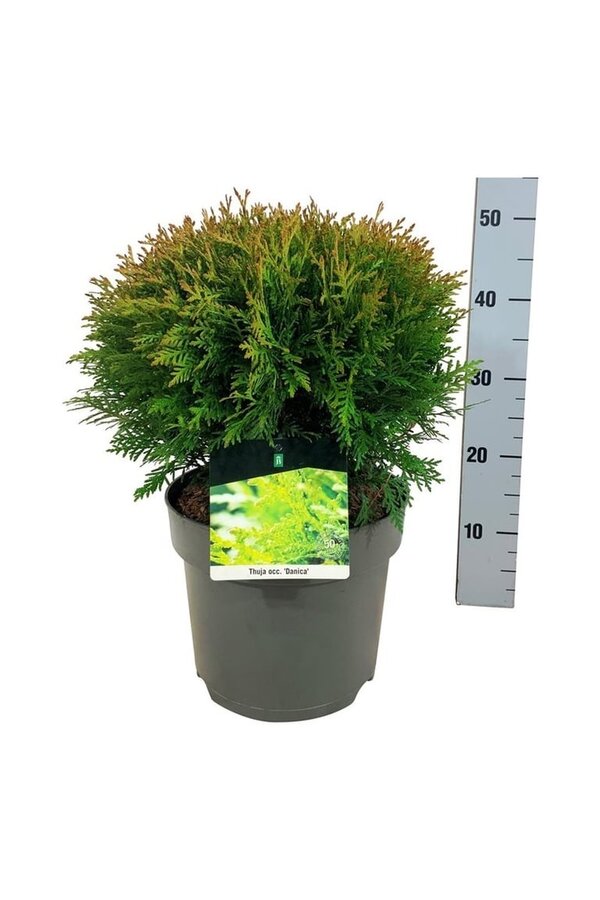 Conifeer Thuja Danica