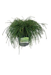 Conifeer Thuja Whipcord