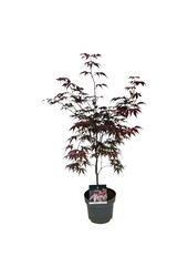 Esdoorn Acer Bloodgood