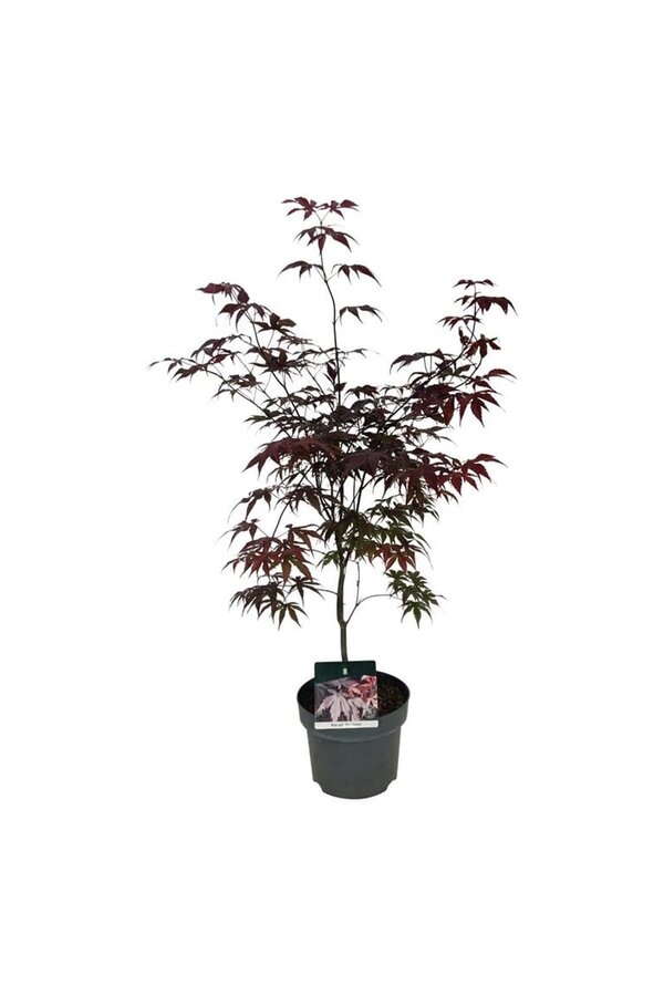 Esdoorn Acer Bloodgood