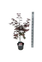 Esdoorn Acer Bloodgood
