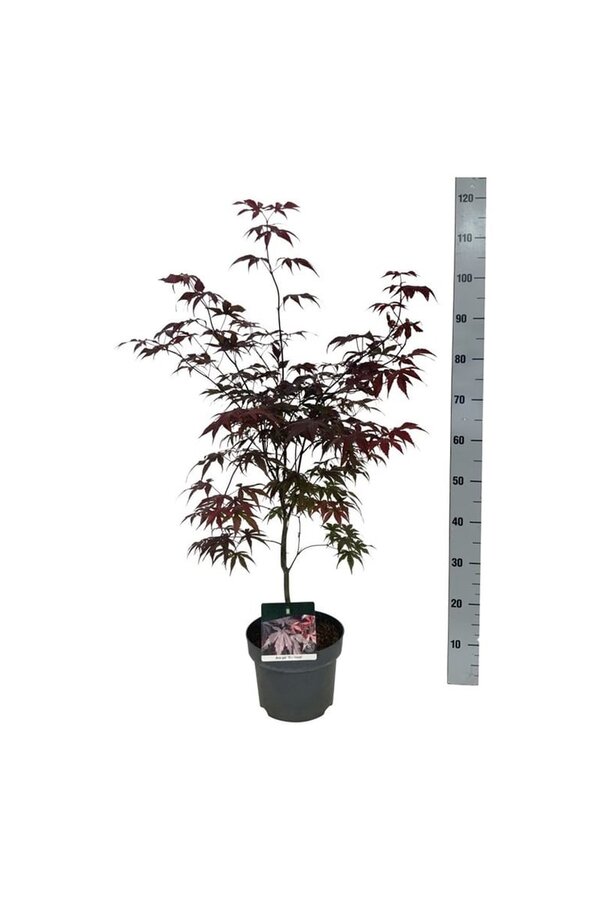 Esdoorn Acer Bloodgood