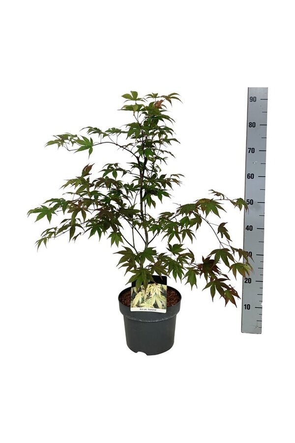 Esdoorn Acer Osakazuki