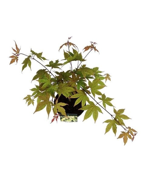 Acer