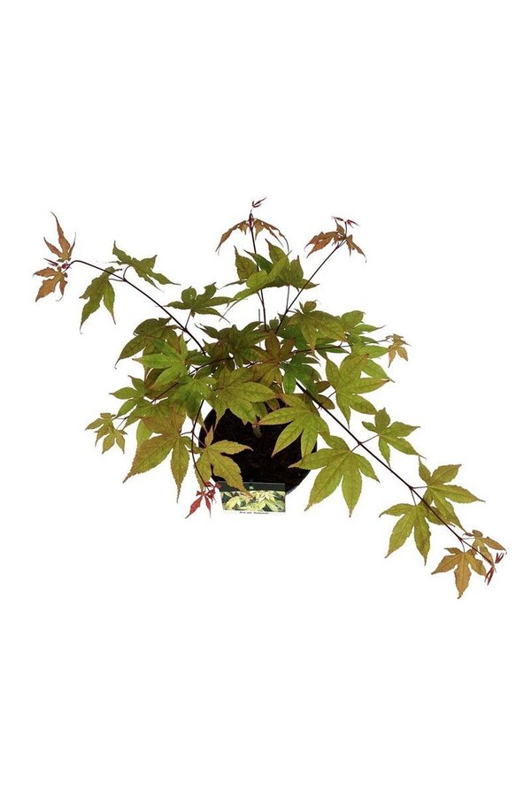 Esdoorn Acer Osakazuki