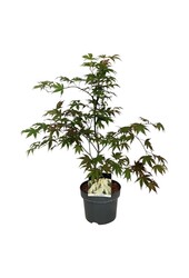 Esdoorn Acer Osakazuki