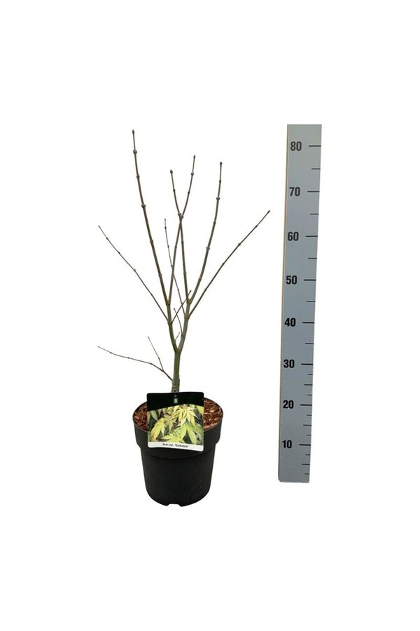 Esdoorn Acer Osakazuki