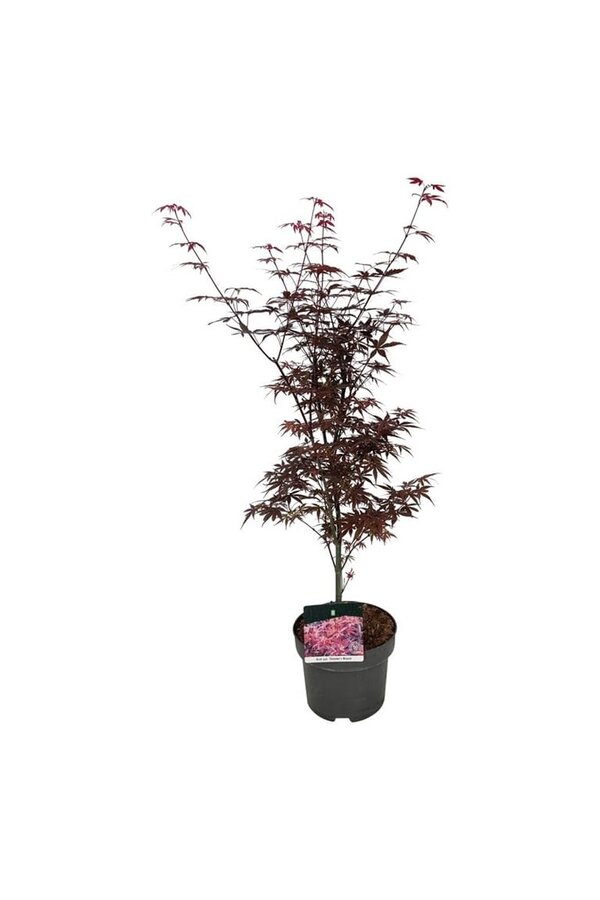 Esdoorn Acer Skeeters Broom