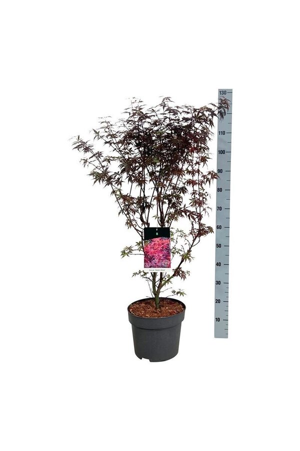 Esdoorn Acer Skeeters Broom