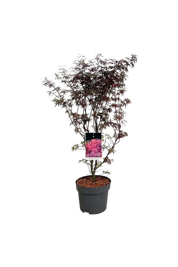 Esdoorn Acer Skeeters Broom